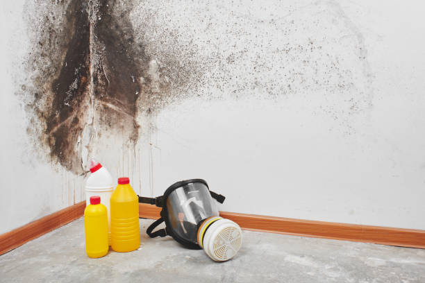 Best Best Mold Removal Companies  in Merkel, TX
