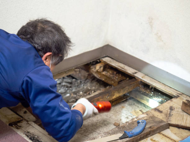 Trusted Merkel, TX Mold Removal Experts