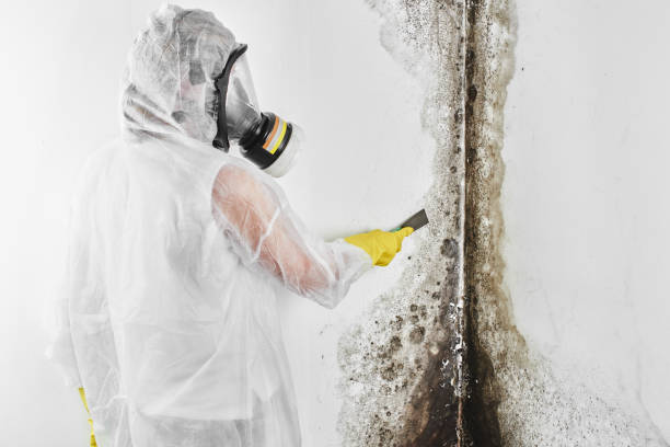 Best Home Mold Removal  in Merkel, TX
