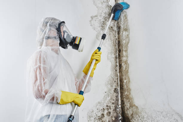 Best Certified Mold Removal  in Merkel, TX
