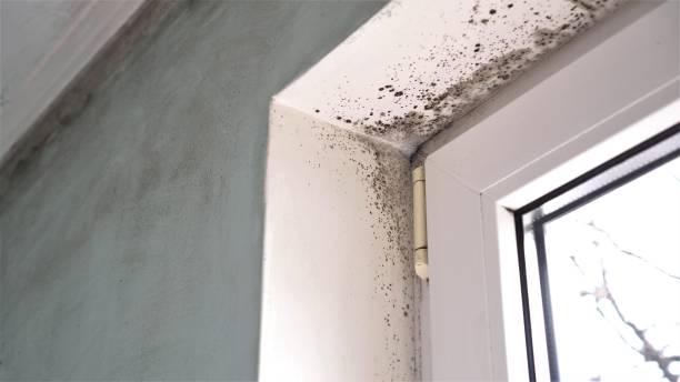 Best Mold Testing and Removal  in Merkel, TX