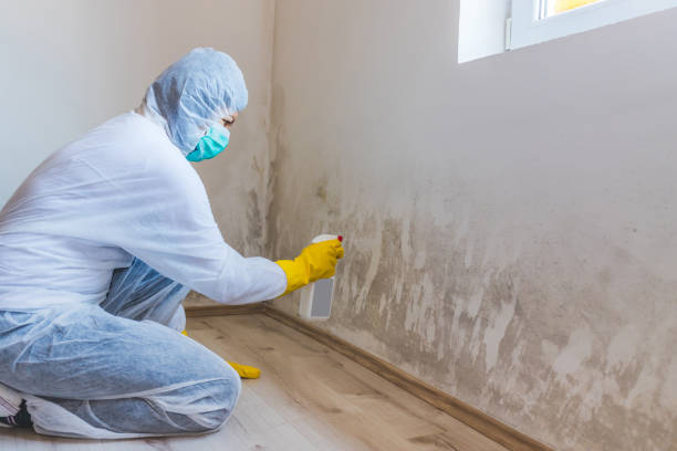 Professional Mold Removal in Merkel, TX