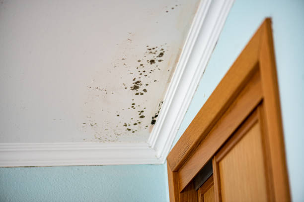 Best Fast Mold Removal  in Merkel, TX