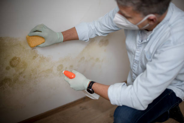 Best Mold Testing  in Merkel, TX