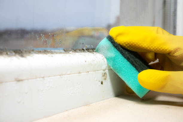 Best Attic Mold Removal  in Merkel, TX