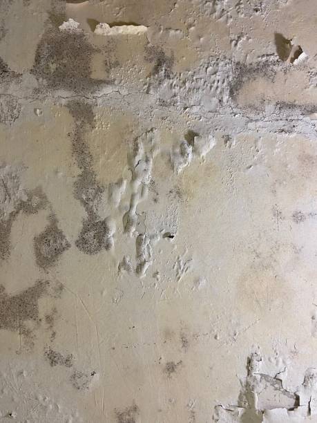 Best Mold Testing  in Merkel, TX