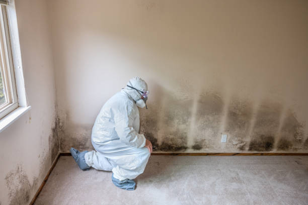 Best Office Mold Removal Services  in Merkel, TX