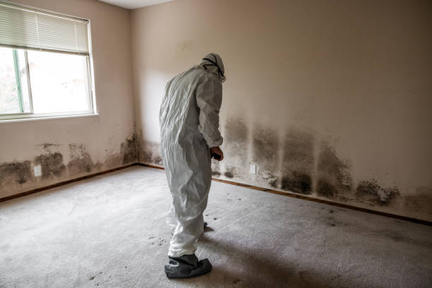 Best Same-Day Mold Removal  in Merkel, TX