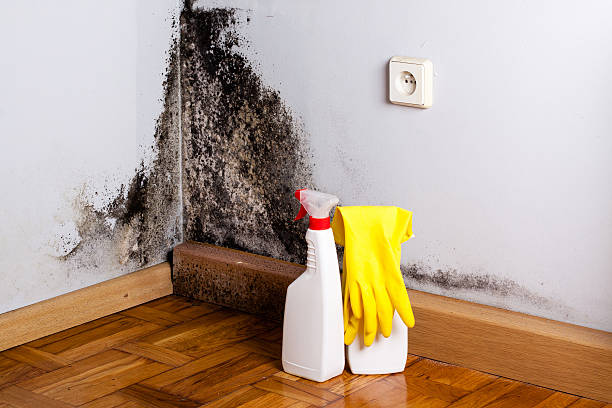 Certified Mold Removal in Merkel, TX