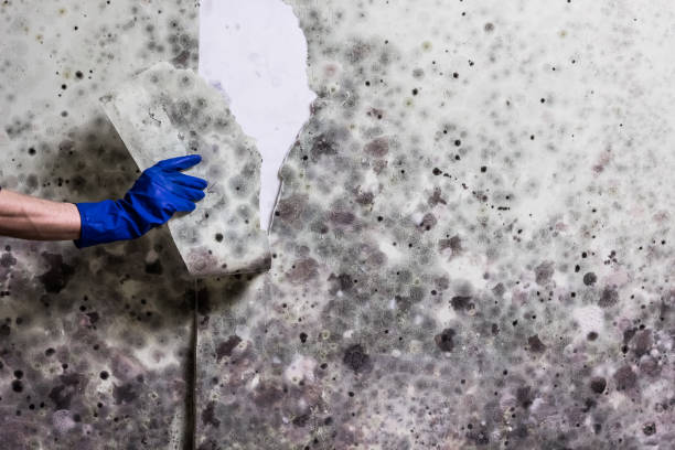 Best Commercial Mold Removal  in Merkel, TX