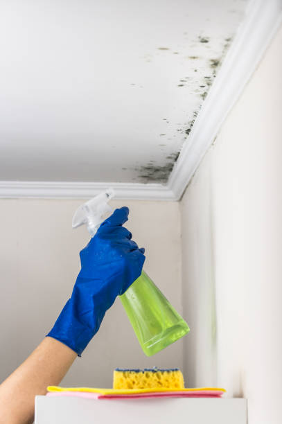 Best Mold Remediation  in Merkel, TX